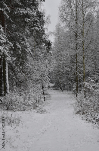 snow covered trees in the forest, path in the forest