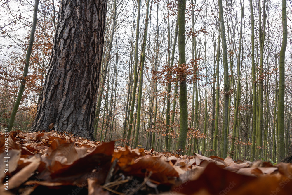 Threes and forest at autumn in Devil's grove, Prague, Czech republic Threes and forest at autumn in Devil's grove, Prague, Czech republic