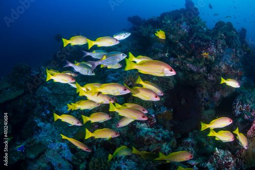 School of colorful five-lined Snapper (Lutjanus quinquelineatus) on a coral reef in the Andaman Sea
