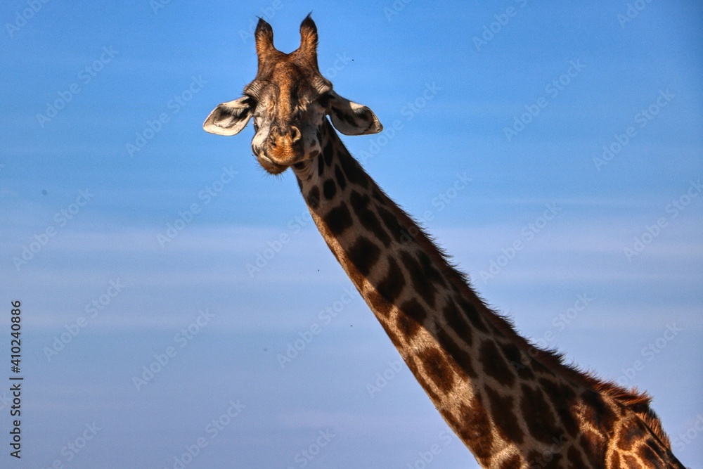 Obraz premium Giraffe in Kenya