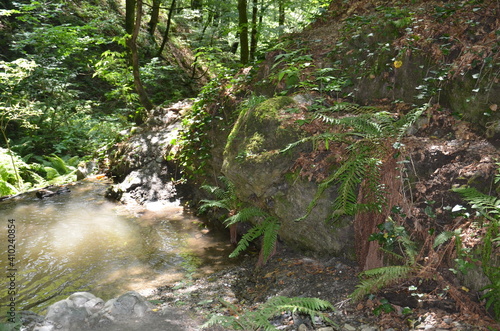 stream in the forest