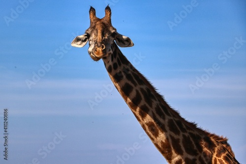 Photography Giraffe in Kenya