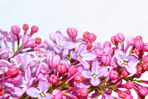 spring flowers lilac isolated on white background.