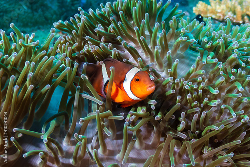 Beautiful False Clownfish in their host anemone on a tropical reef in Asia