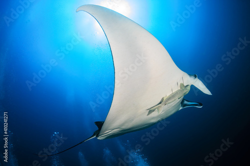 Large Oceanic Manta Ray (Manta birostris) with background SCUBA diver bubbles in a blue, tropical ocean (Andaman sea) photo