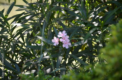 pink and white flowers