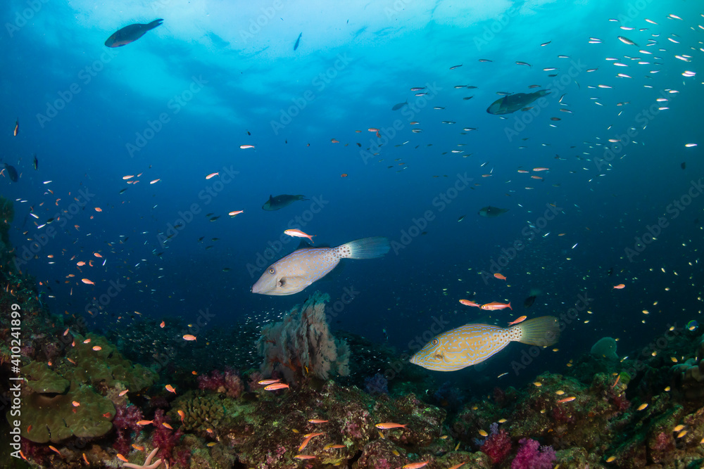 Fototapeta premium Scrawled Filefish on a healthy, colorful tropical coral reef