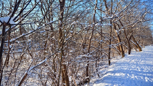 snow covered trees in the park