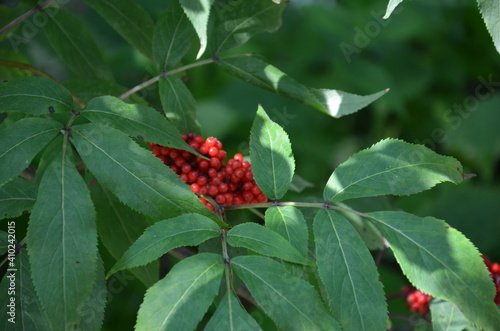red berries on a bush