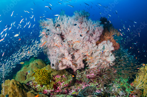 Beautiful corals and colorful tropical fish on a coral reef in the Andaman Sea