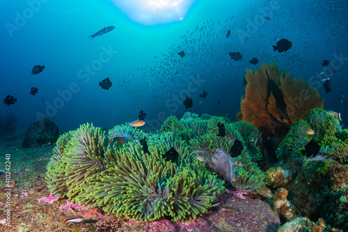 Tropical fish on a colorful, healthy coral reef in Thailand's Andaman Sea