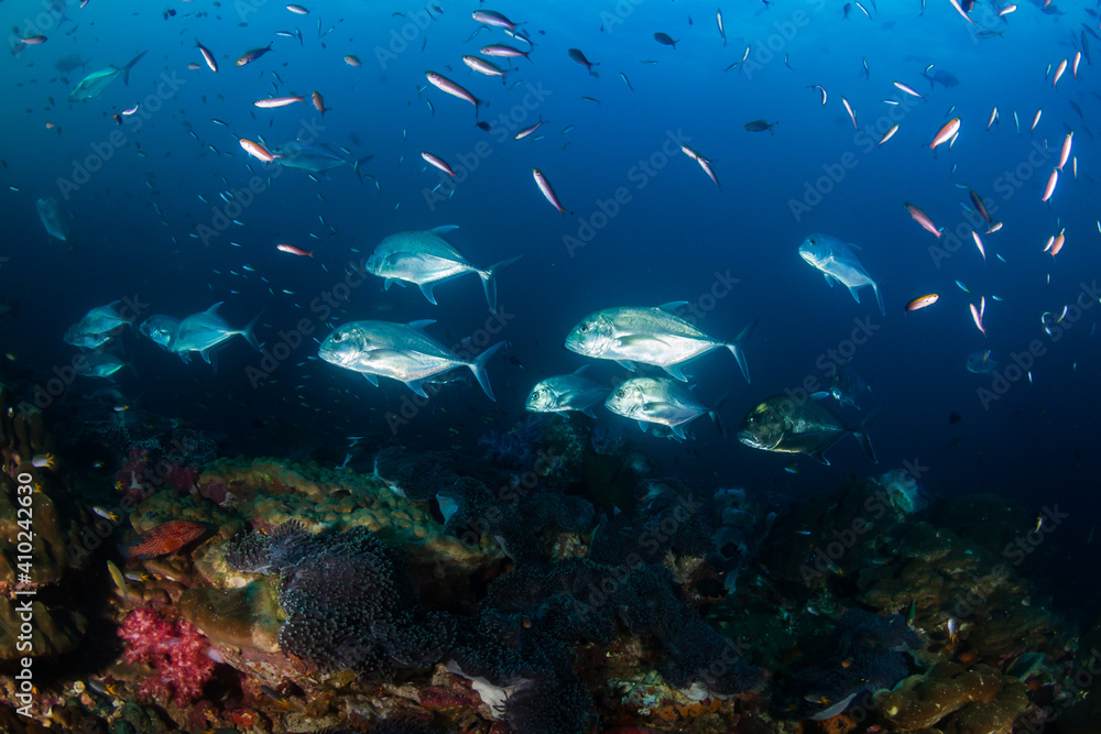 School of Trevally hunting on a tropical reef in Asia School of Trevally hunting on a tropical reef in Asia