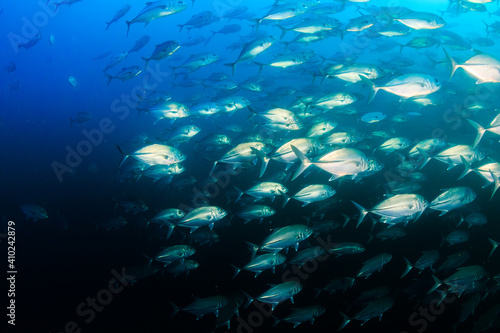 School of Trevally hunting on a tropical reef in Asia