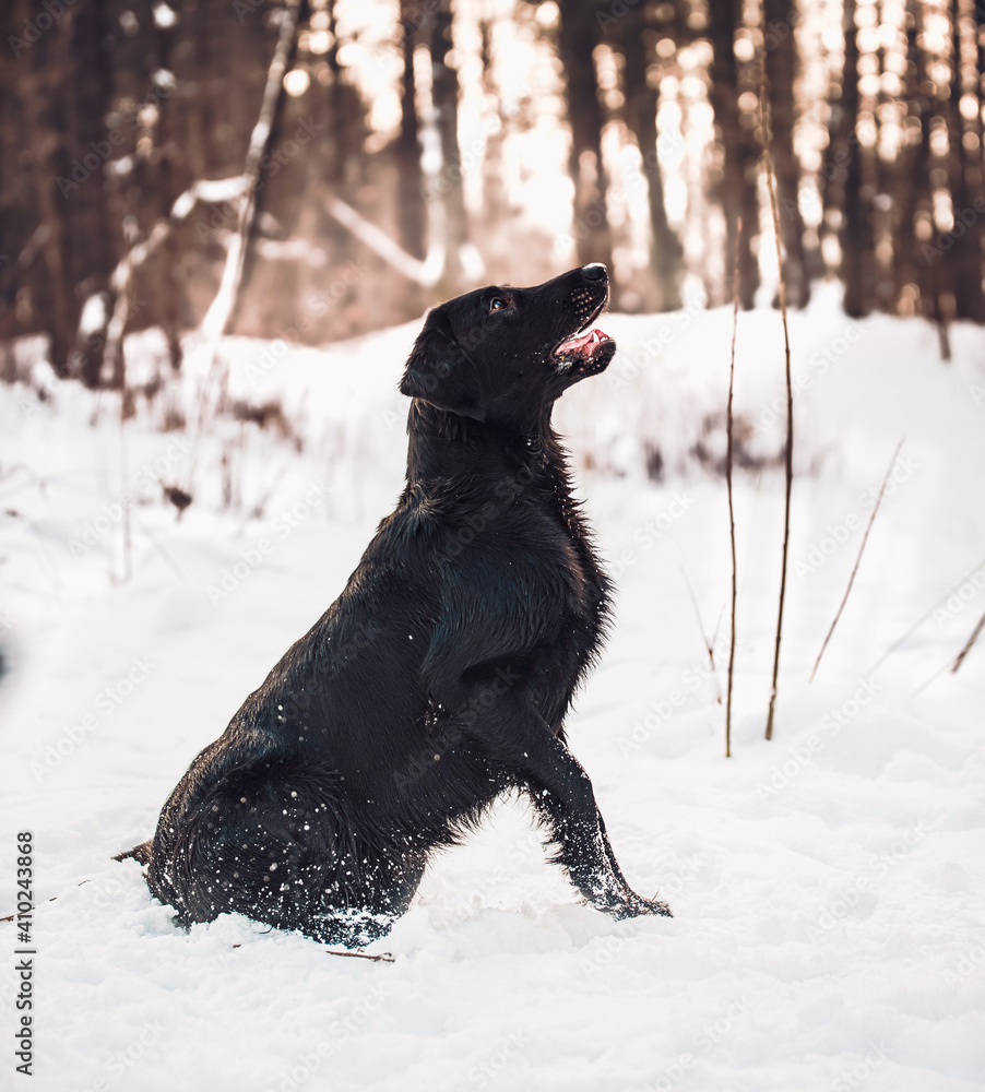 Naklejka premium dog in the snow