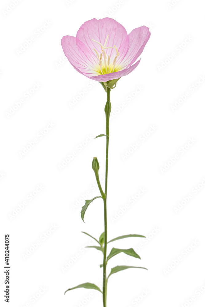 Pink flower of Oenothera, isolated on white background Pink flower of Oenothera, isolated on white background