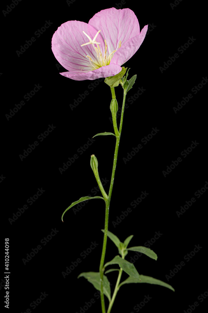 Pink flower of Oenothera, isolated on black background Pink flower of Oenothera, isolated on black background