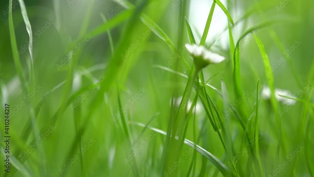 Close up fresh spring green grass. Dynamic handheld shot. Close up fresh spring green grass. Dynamic handheld shot.