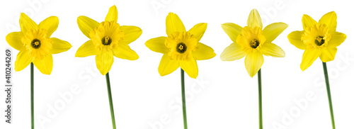 Daffodils isolated on white. Beautiful yellow spring flowers © Mike