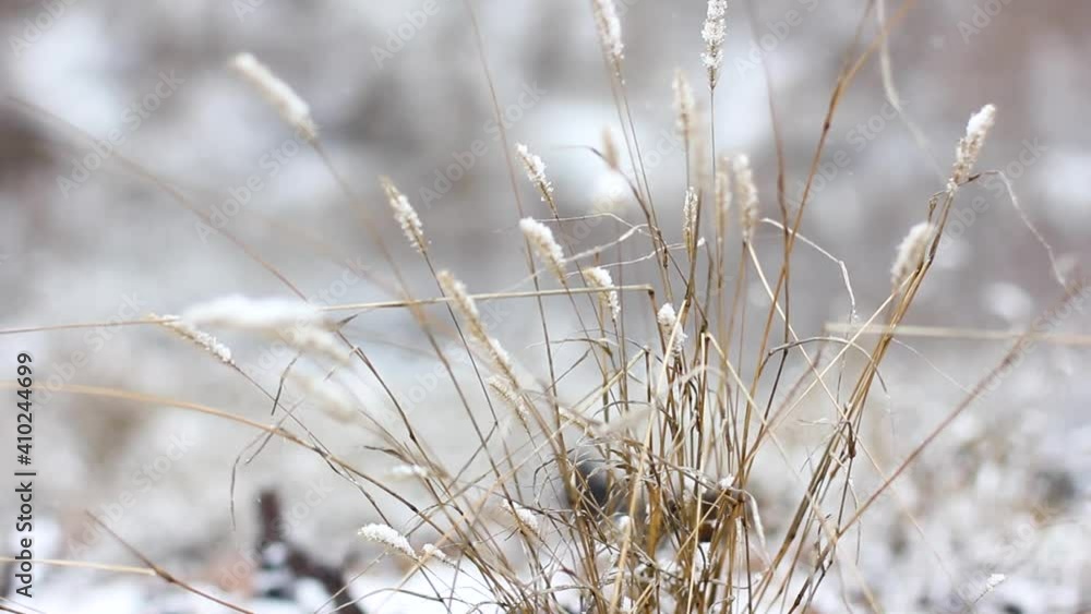 The dried flowers are covered with snow. Sleeping nature The dried flowers are covered with snow. Sleeping nature