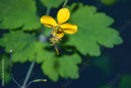 Yellow Chelidonium flowers, commonly known as greater celandine or tetterwort.