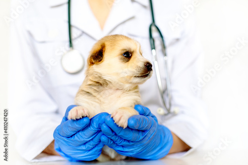Cute puppy on hands at a vet.Care for a pet. Little red dog on white background.