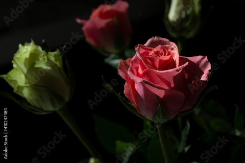 Close up pink and white roses bouquet on dark background mothers and valentines day holiday card 