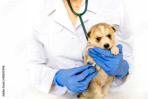 Cute puppy on hands at a vet.Care for a pet. Little red dog on white background.