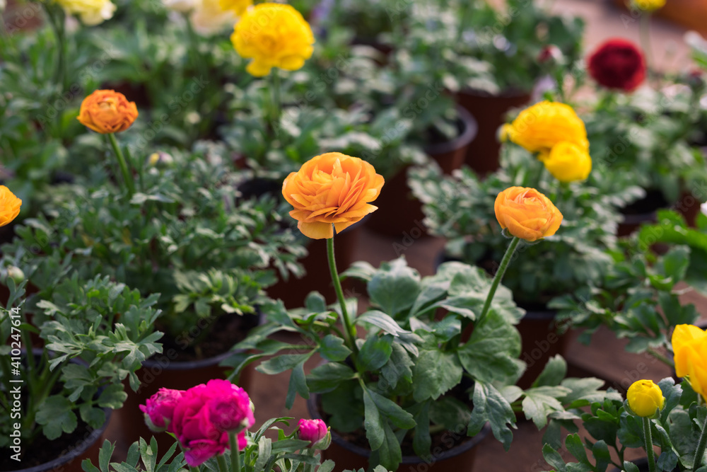 Obraz premium Orange, pink and yellow ranunculus or buttercups
