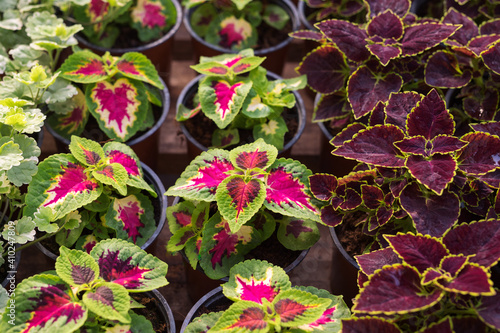 Coleus blumei or painted nettle growing in pots in greenhouse