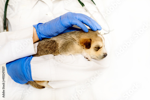 Cute puppy on hands at vet.Care for a pet. Little red dog on white background.