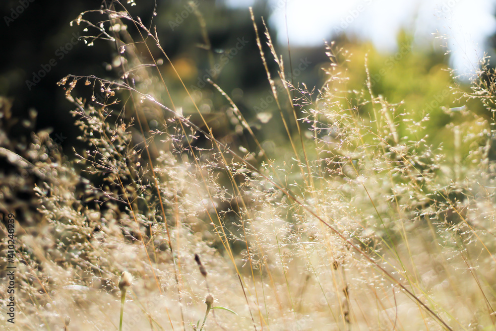 beautiful grass fluttering in the wind, photographed close up
beautiful grass fluttering in the wind, photographed close up