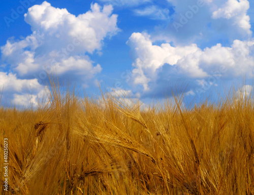 landscape of a wheat field and blue sky with white clouds. High quality photo