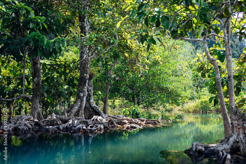 Obraz premium Mangrove forest with emerald pool in Krabi, Thailand