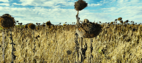 dry sunflower field due to low rainfall photo