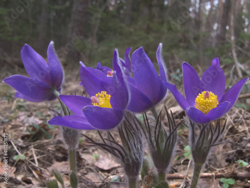 Eastern pasqueflowers (Pulsatilla patens)