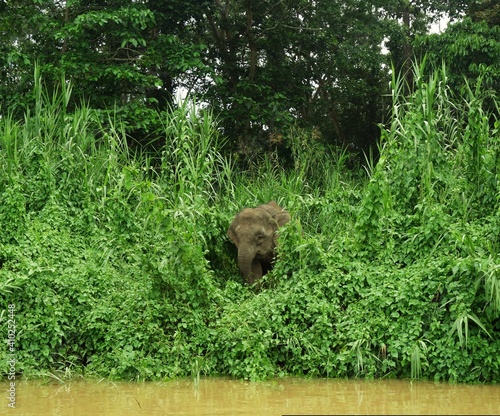 Elephants of Borneo