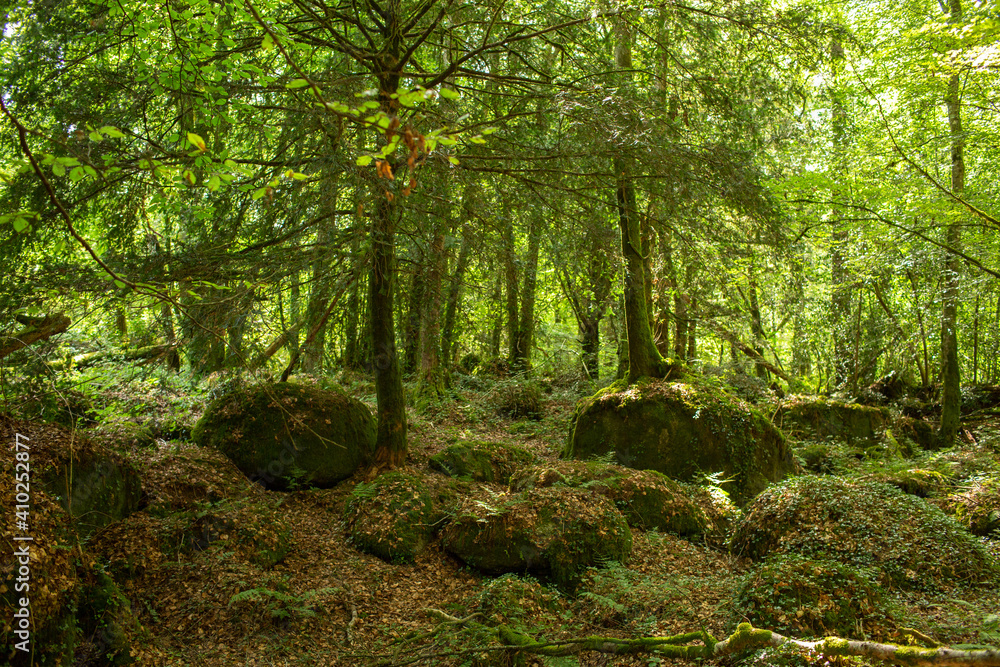 Fototapeta premium Moss covered rocks and trees in the forest Huelgoat in Finistere, Britanny, France. Forest like fairly tails. 