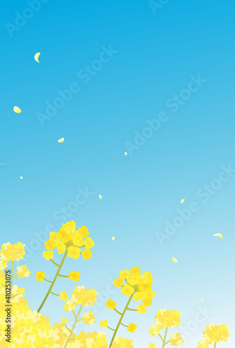 菜の花　青空　景色　風景　縦型