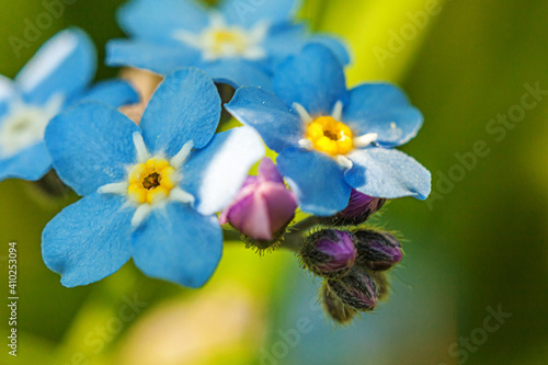 Beautiful wild forget-me-not Myosotis flower blossom flowers in spring time. Close up macro blue flowers, selective focus. Inspirational natural floral blooming summer garden or park.