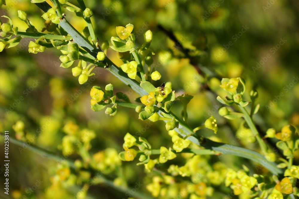 Poet's Cassia (Osyris alba) Poet's Cassia (Osyris alba)