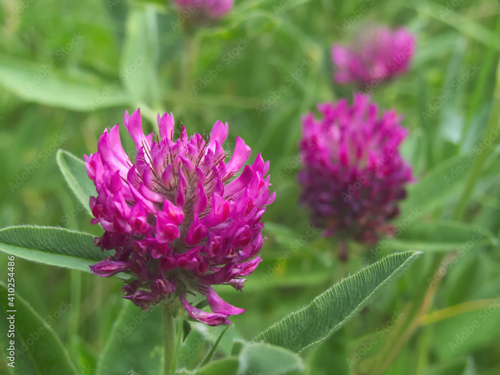 Fototapeta premium Red clover (Trifolium pratense)