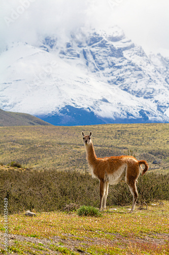 paisagem da patagônia com um guanaco o pasto verde, em um lindo dia de sol com céu azul cheio de nuvens
