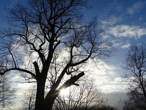 Tree in Heaven