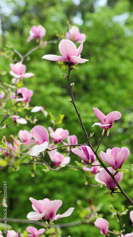 Fototapeta premium Beautiful magnolia tree blossoms in springtime. Jentle magnolia flower against sunset light and fresh green foliage.
