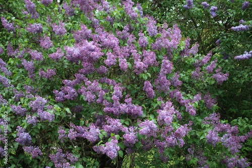 Large shrub with many beautiful blooming lilacs on warm May days