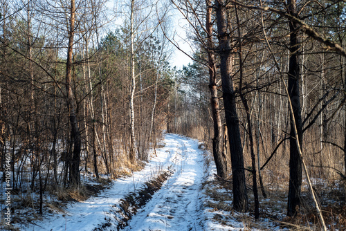 Forest road trail through a pine forest. Winter tourism © alipko