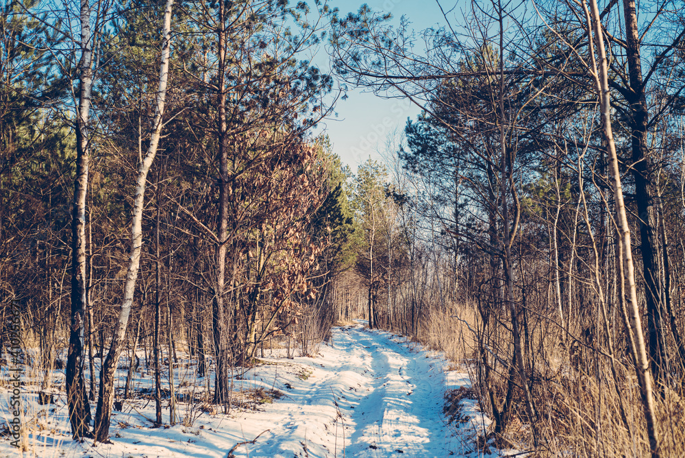 Forest road trail through a pine forest. Winter tourism