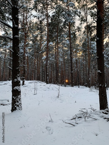 Wallpaper Mural snow covered trees Torontodigital.ca