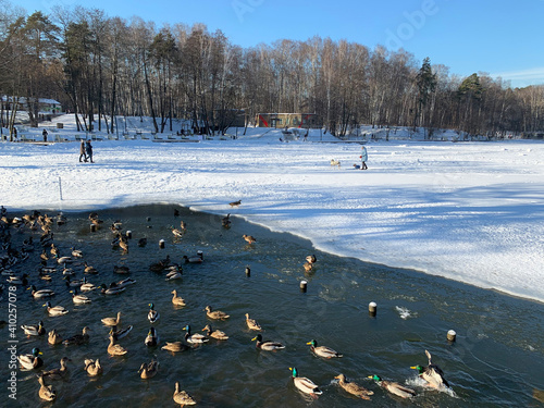 Russia, Moscow region, the city of Balashikha. Ducks on the Pekhorka River in winter