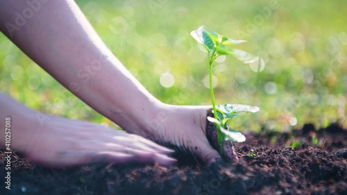 Woman's hands planting a young plant on green bokeh nature background, Save the World concept